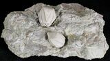 Multiple Blastoid (Pentremites) Plate - Illinois #20860-1